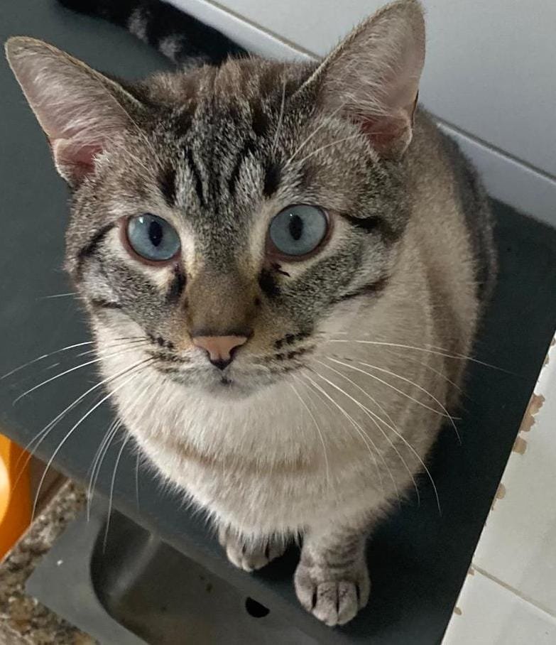 Thor
